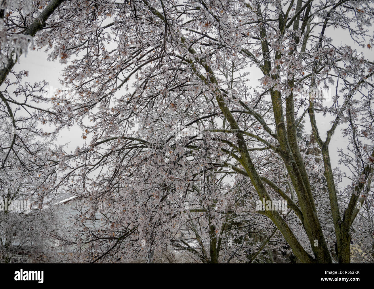 Branches sur les arbres sont lourds avec accumulation de glace après la pluie verglaçante en hiver. L'Ontario, Canada Banque D'Images