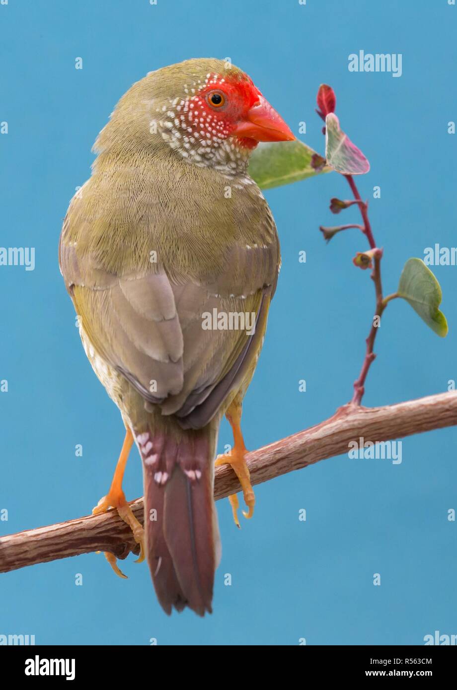 Jolie Star Finch de l'Australie Banque D'Images