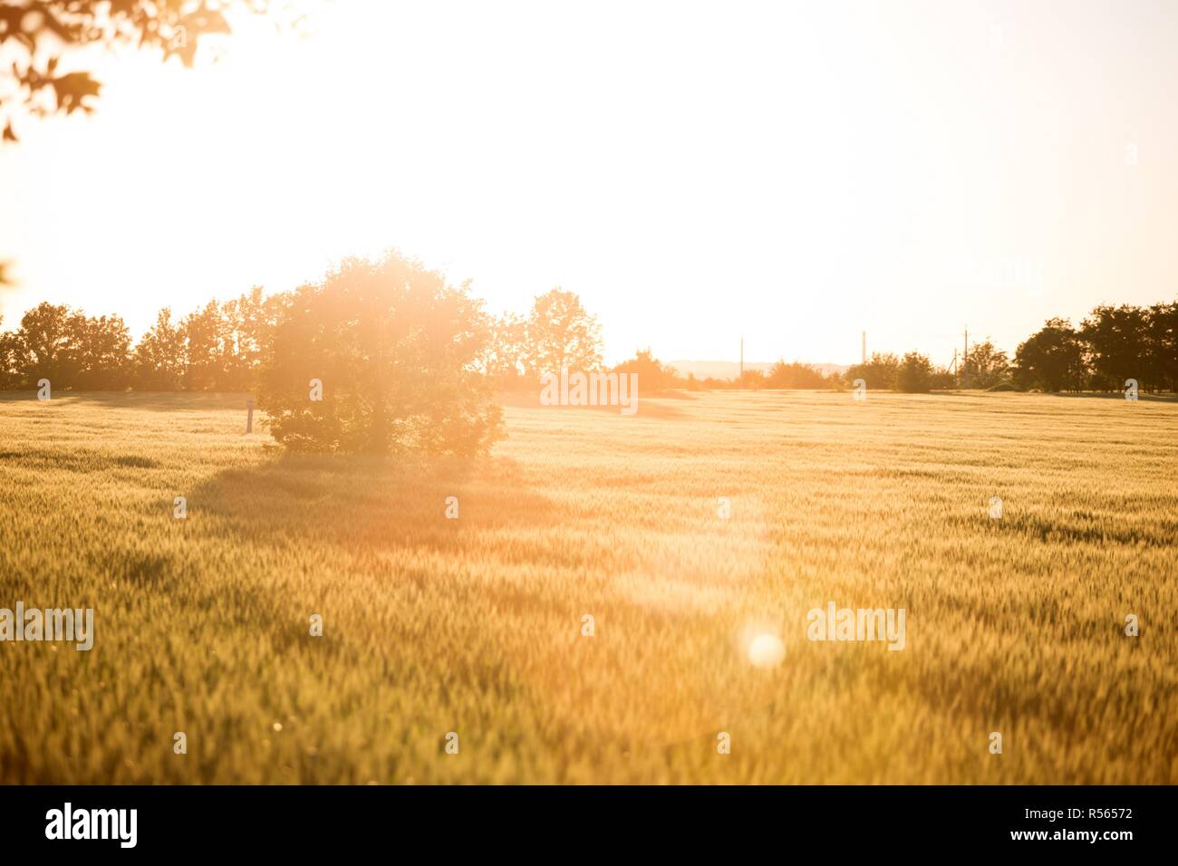 'Beau paysage ukrainien - champs de blé sur le coucher du soleil ' Banque D'Images