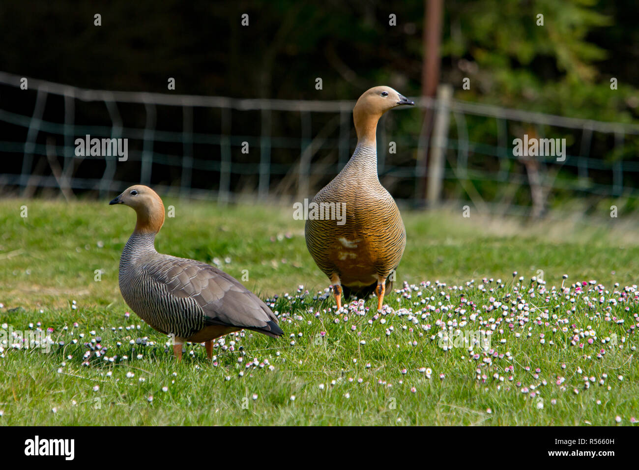 Une paire d'ouette à tête oies sont un site commun autour de la colonie de l'île de West Point dans les îles Falkland. Banque D'Images