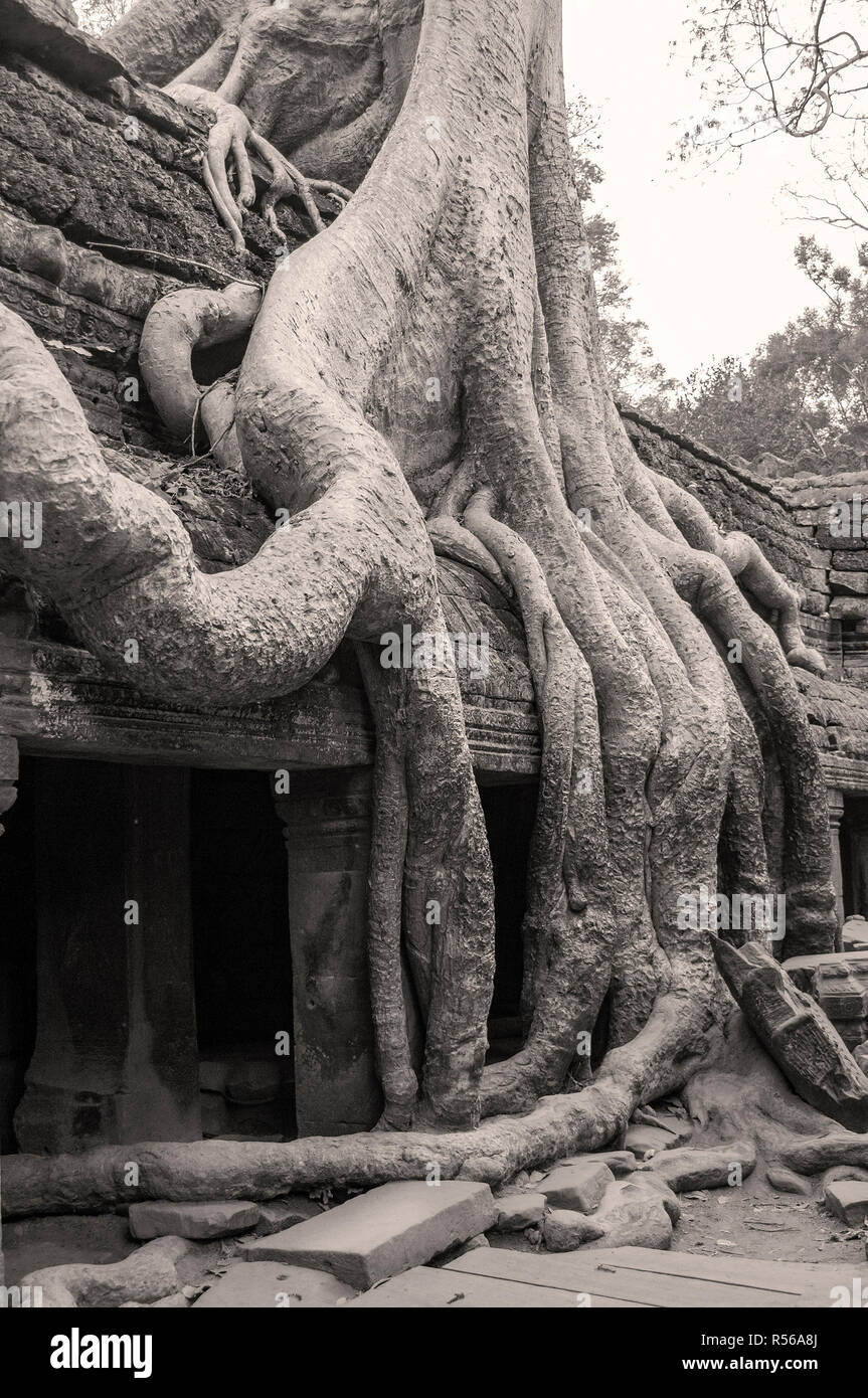Les racines des arbres couvrant une partie de Ta Prohm temple dans le parc archéologique d'Angkor, la Province de Siem Reap, Cambodge, Asie du Sud Est Banque D'Images