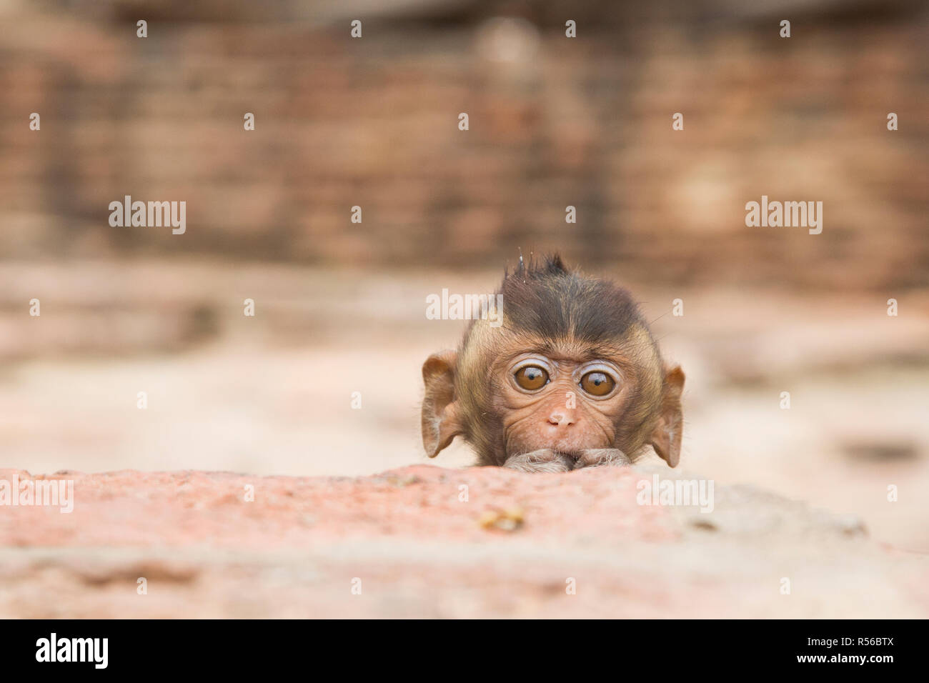 Long-Tailed macaque, Lopburi, Thaïlande centrale Banque D'Images