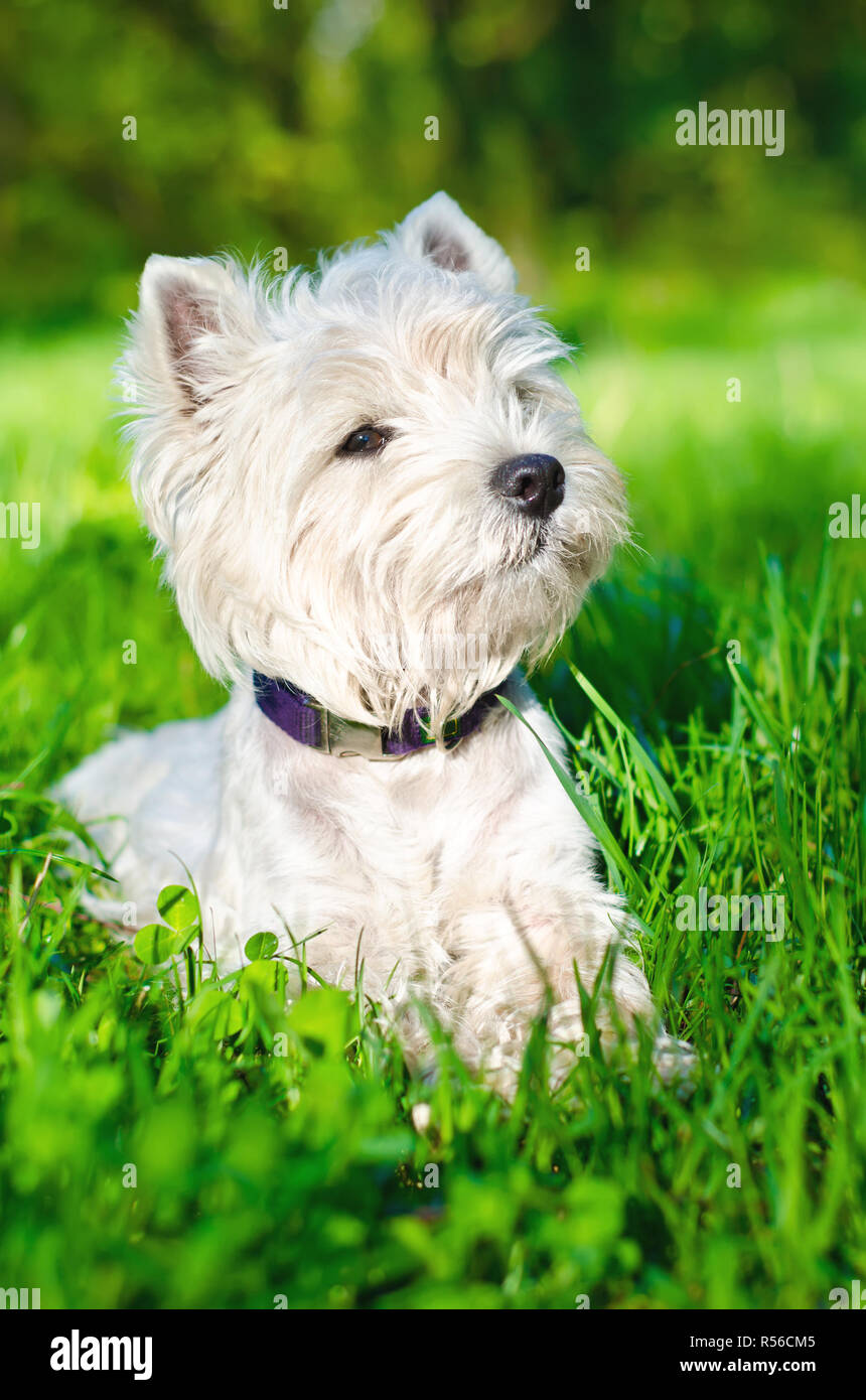 West Highland White Terrier sur l'herbe Banque D'Images
