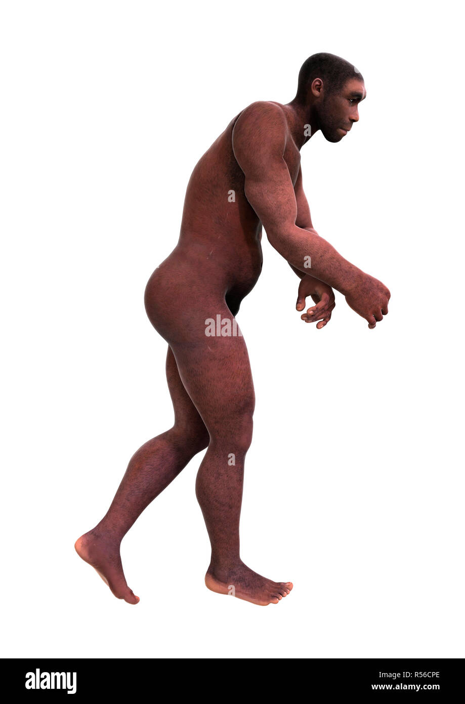 Le Rendu 3D'Homo Erectus sur blanc Banque D'Images