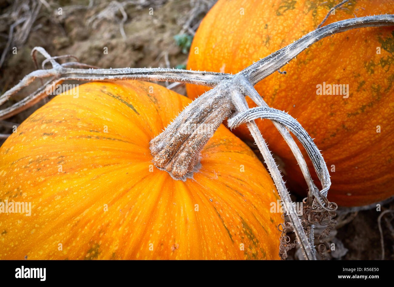 Close up photo d'une tige de citrouille, selective focus. Banque D'Images