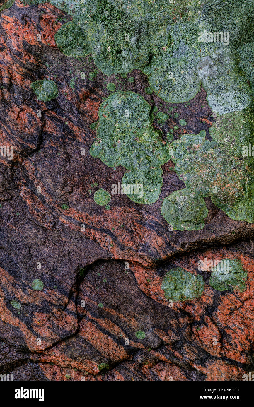 La croissance des lichens crustacés sur un bloc de gneiss bagués sur une île de la baie Georgienne de l'Ontario, Canada. Banque D'Images