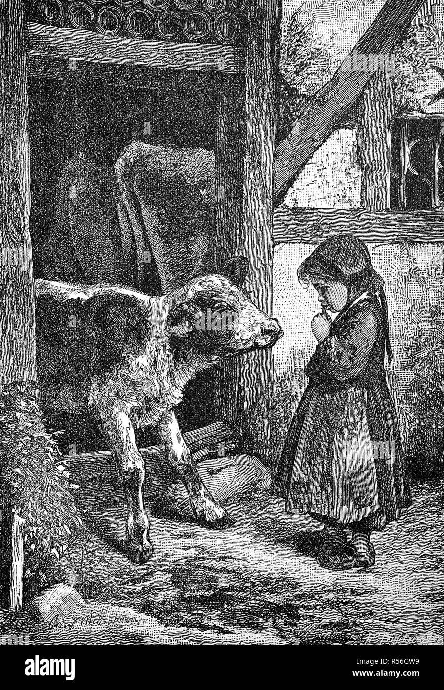 Petite fille est debout sur la ferme en face d'un veau, 1880, gravure sur bois, Allemagne Banque D'Images