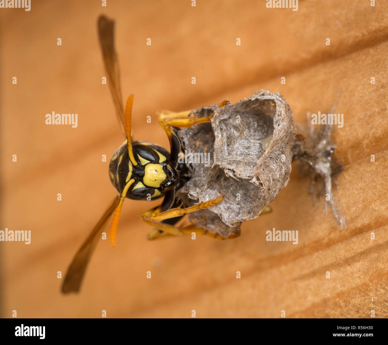 Guêpe Polistes dominulus (papier) qui montent la garde sur son nid et les oeufs (un oeuf visible). Nest est attaché à un conseil en vertu de l'avant-toit vertical house. Banque D'Images