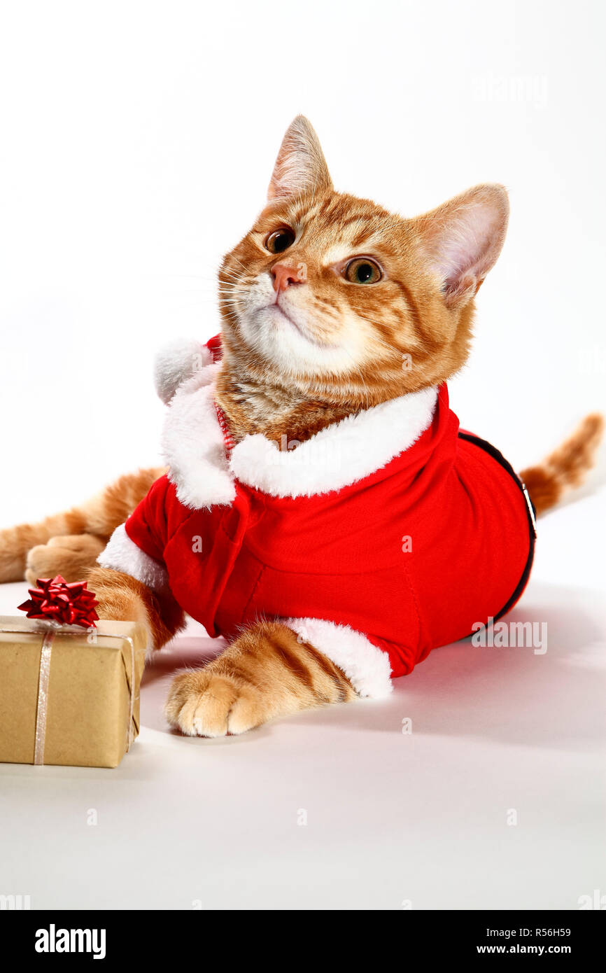 Mackerel tabby kitten wearing a santa claus outfit posant au côté d'un cadeau de Noël,concept secret santa Banque D'Images