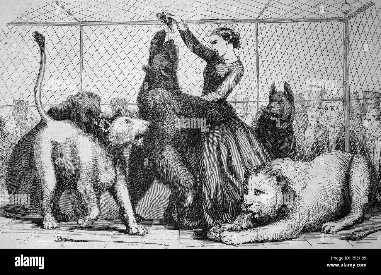 Femme nourrit un ours au milieu de lions dans la cage aux lions du cirque Napoléon, 1855, gravure sur bois, France Banque D'Images