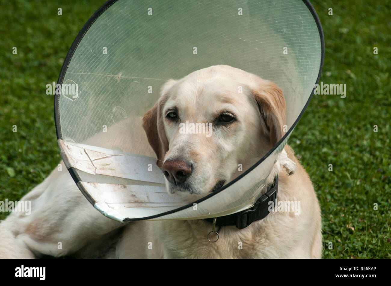 Crème femelle Labrador dog wearing cône en plastique collier élisabéthain médical autour du cou pour la protection anti-morsure on Green grass meadow Banque D'Images