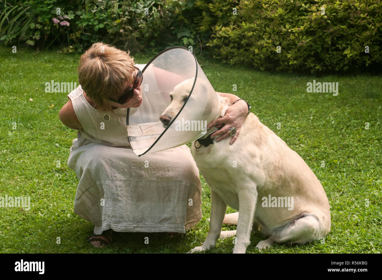 Une femme embrassant un chien du Labrador portant un col médical en cône en plastique Elizabethan autour du cou pour une protection anti-morsure des plaies sur un pré vert Banque D'Images