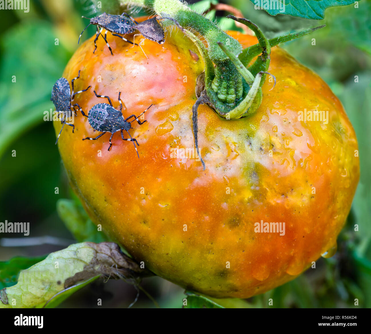 Bugs punaise diabolique (Halyomorpha halys) se nourrissant de tomates du jardin. Une apparence tachetée de tomate est le résultat des effets destructeurs de la Banque D'Images