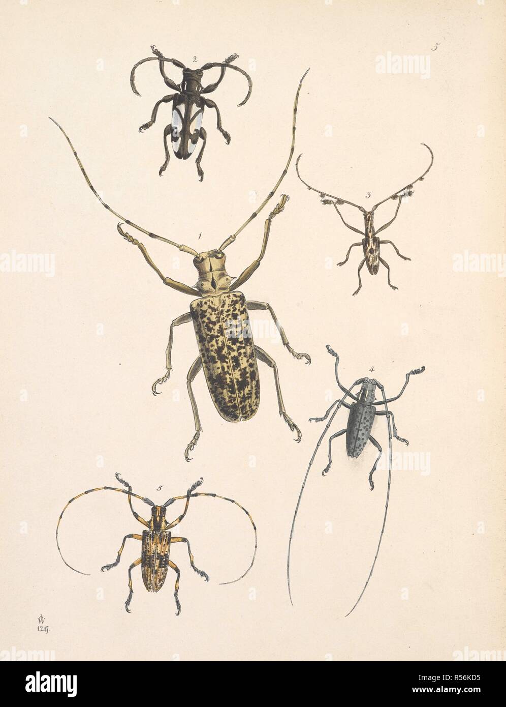 Longihorn les coléoptères. - L'ordre des coléoptères. Section - Longicornes. Famille - Cerambycide. Fig 1. Hammaticherus marmoratus. Fig.2. Phryneta Margaritifera. Fig.3 Gnoma ? Plumigera. Le Cabinet d'entomologie, l'Oriental est une sélection de certaines des plus belles et plus rares espèces d'insectes, les autochtones de l'Inde et les îles adjacentes. Londres, 1848. Source : 1258.k.17 la plaque 5. Auteur : John Westwood, Obediah. Banque D'Images