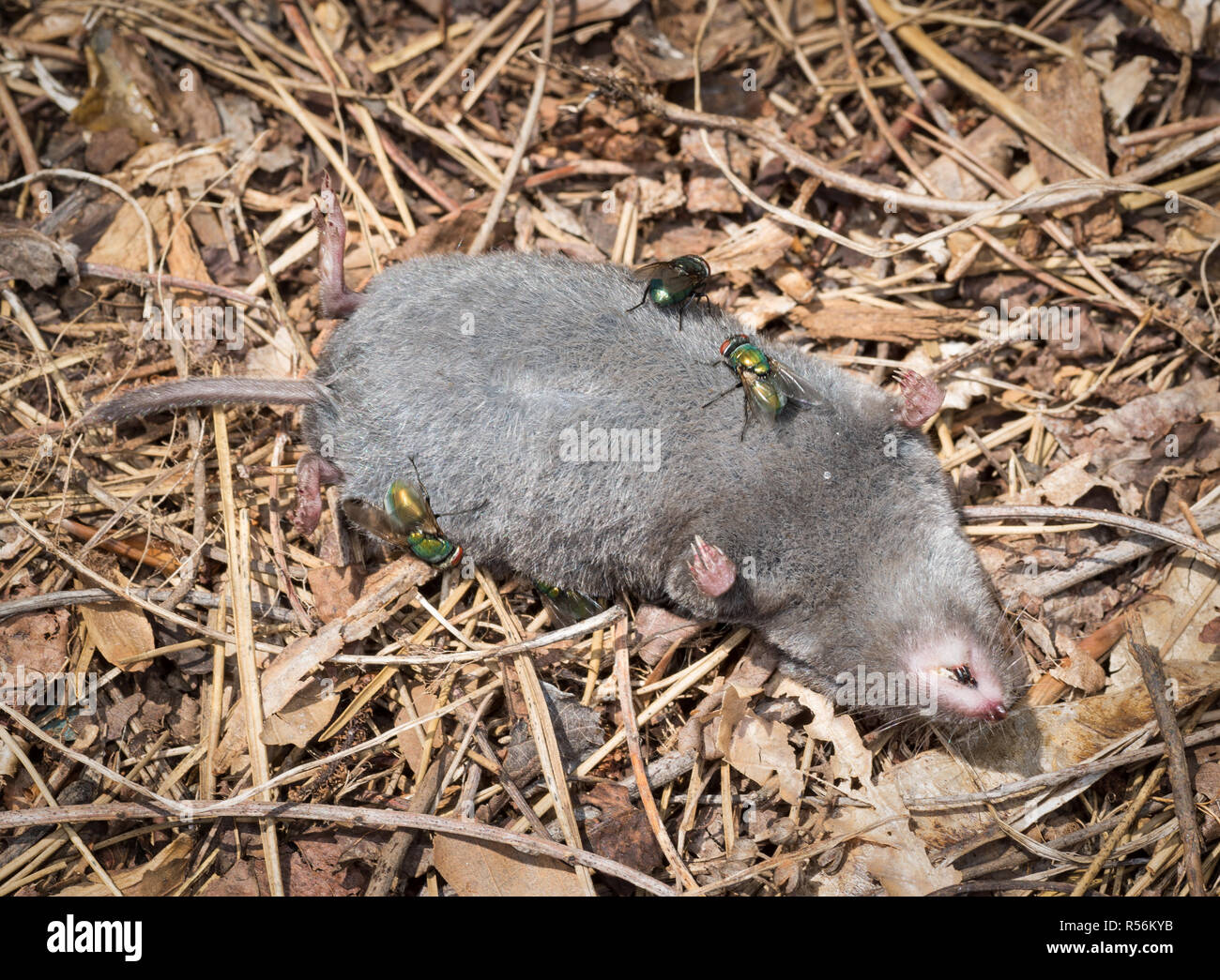 Musaraigne A Queue Courte Banque D Image Et Photos Alamy