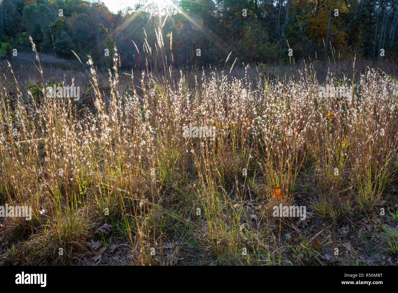 Barbon de graminées (Schizachyrium scoparium) et d'autres graminées par rétroéclairé coucher de soleil à Ivy Creek Natural Area près de Charlottesville, en Virginie. F Banque D'Images