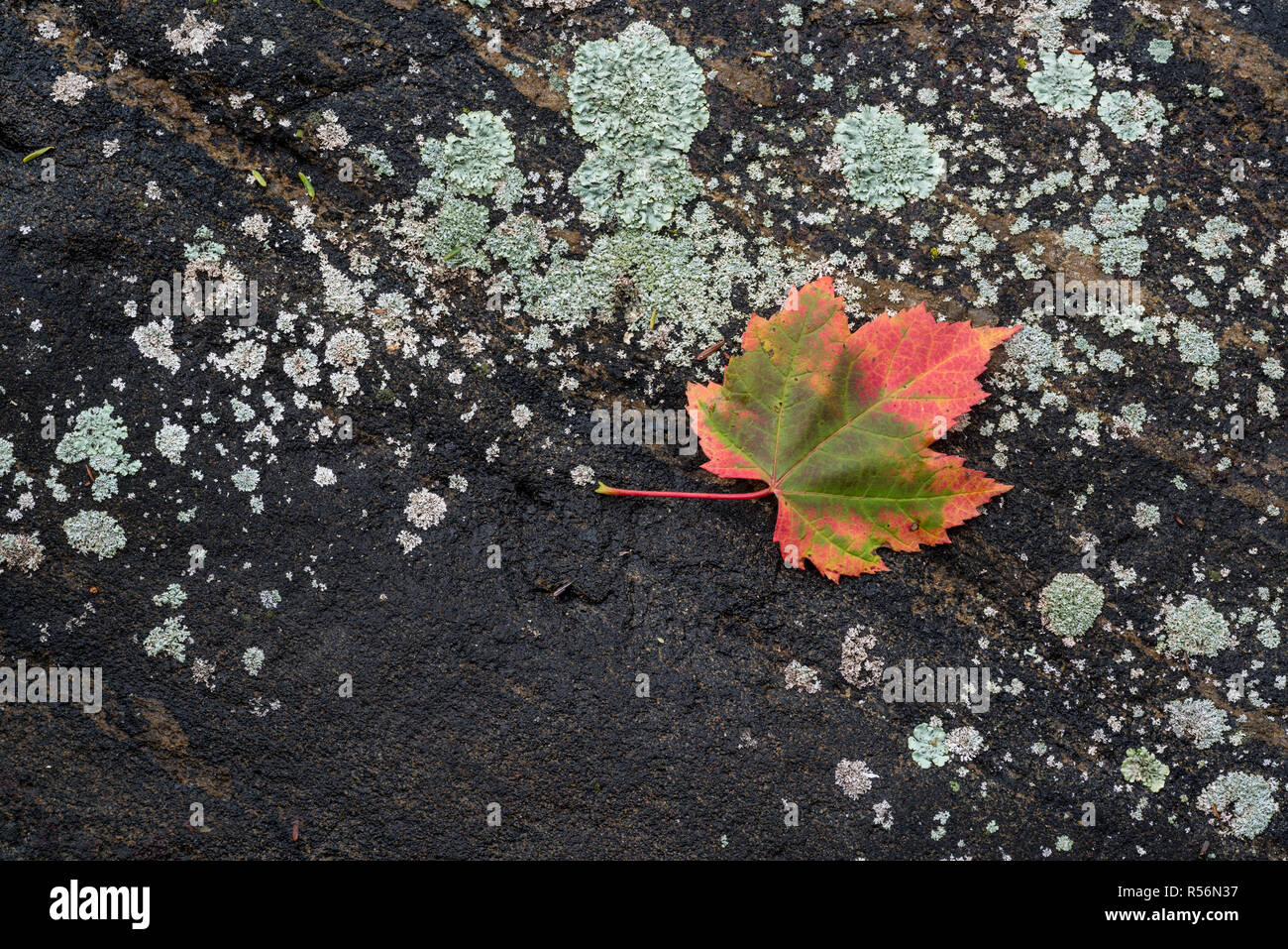 De la feuille d'érable rouge (Acer rubrum) sur le lichen-incrustés sur le rivage de l'île de Boulder dans l'archipel de la baie Georgienne. Banque D'Images