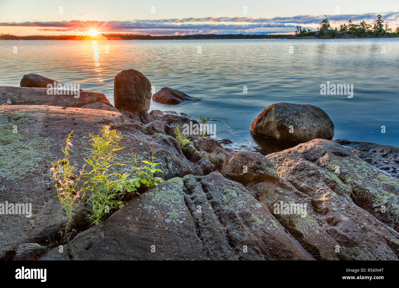 Fleurs sauvages poussant dans le crack dans les roches sur la rive d'une île de la Baie Georgienne archipelego au lever du soleil. Banque D'Images