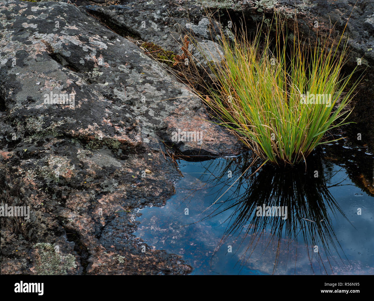 L'herbe pousse dans des poches de sol sur dalle de gneiss le long de la côte d'une île de la baie Georgienne, en Ontario. Il faut utiliser des plantes de ti Banque D'Images