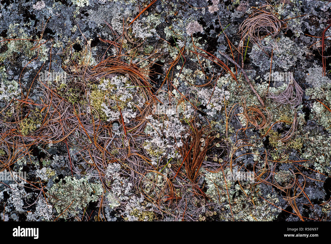 Aiguilles de pin blanc tombé entre les diverses espèces de lichens poussant sur un rocher sur une île de la baie Georgienne, Canada Banque D'Images