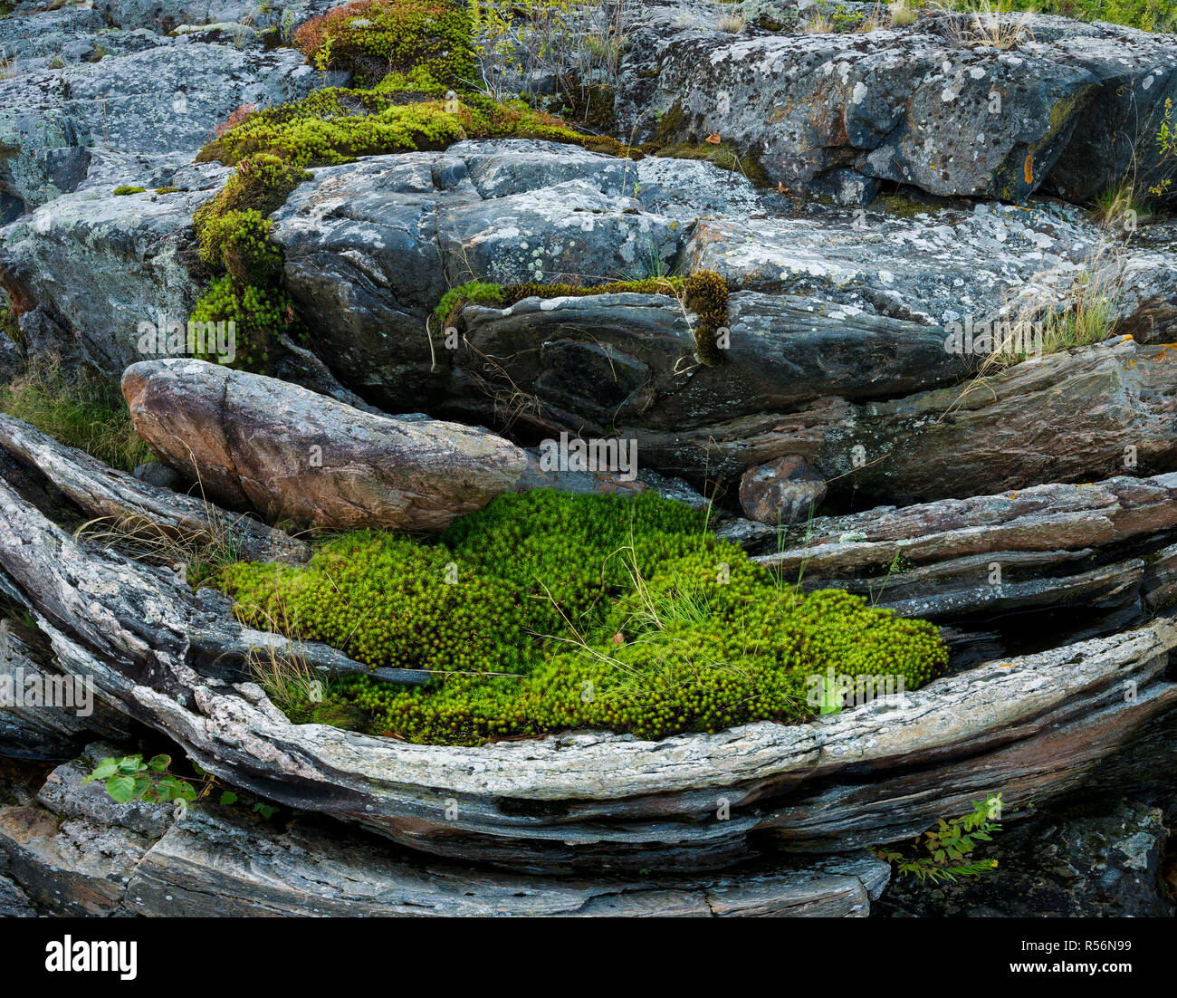 Lit de mousses et d'herbes poussant dans bol sculpté par l'érosion de roche tendre dans les gneiss bagués. Banque D'Images