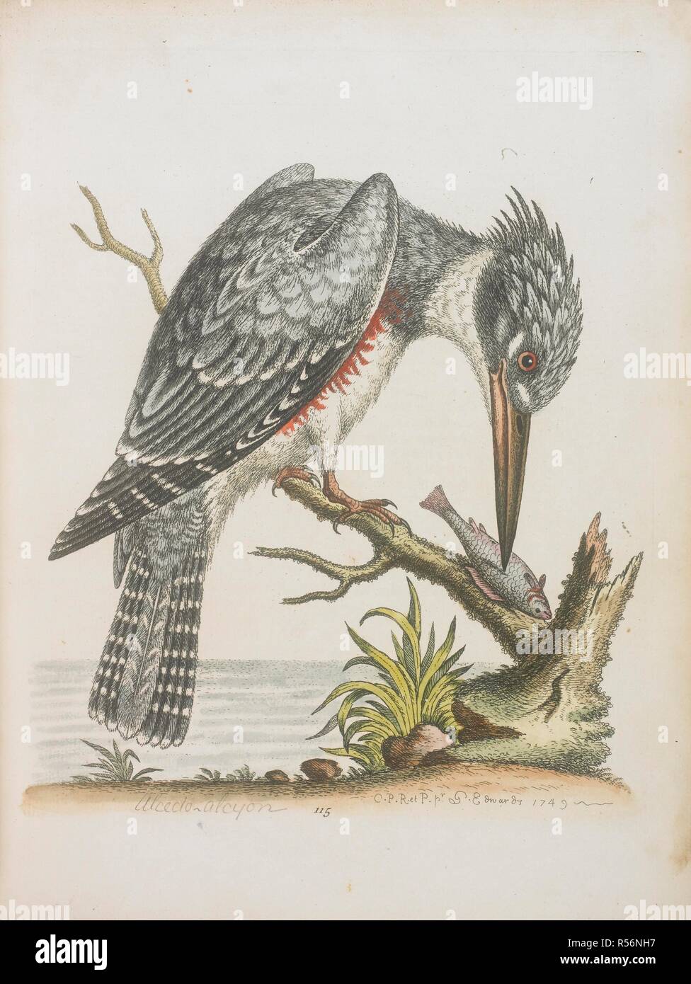 Martin Pêcheur Damérique Une Histoire Naturelle Des