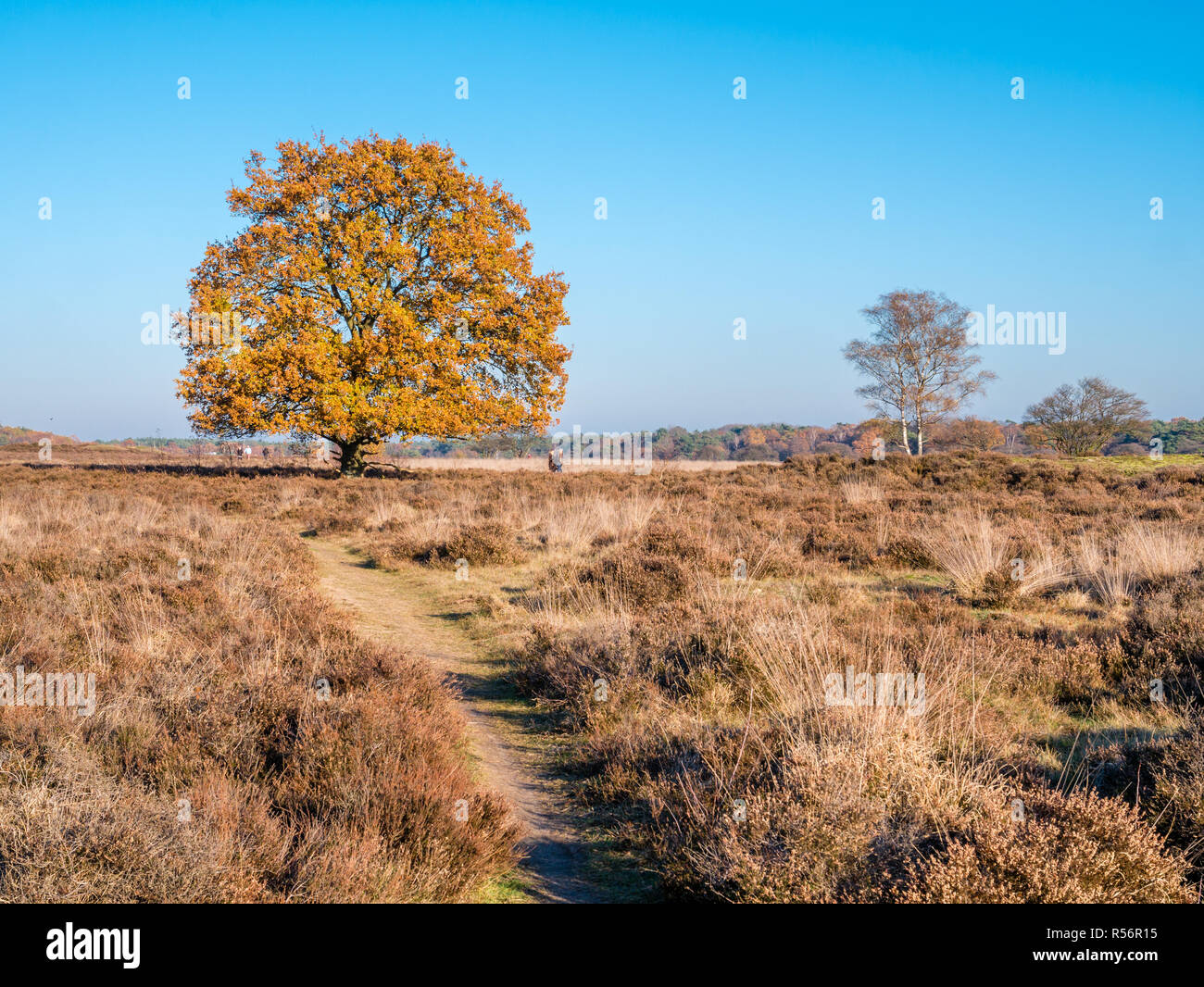 Les gens qui marchent et à l'automne chêne dans la réserve naturelle des landes, Zuiderheide Laren, het Gooi, Pays-Bas Banque D'Images Les gens qui marchent et à l'automne chêne dans la réserve naturelle des landes, Zuiderheide Laren, het Gooi, Pays-Bas Banque D'Images
