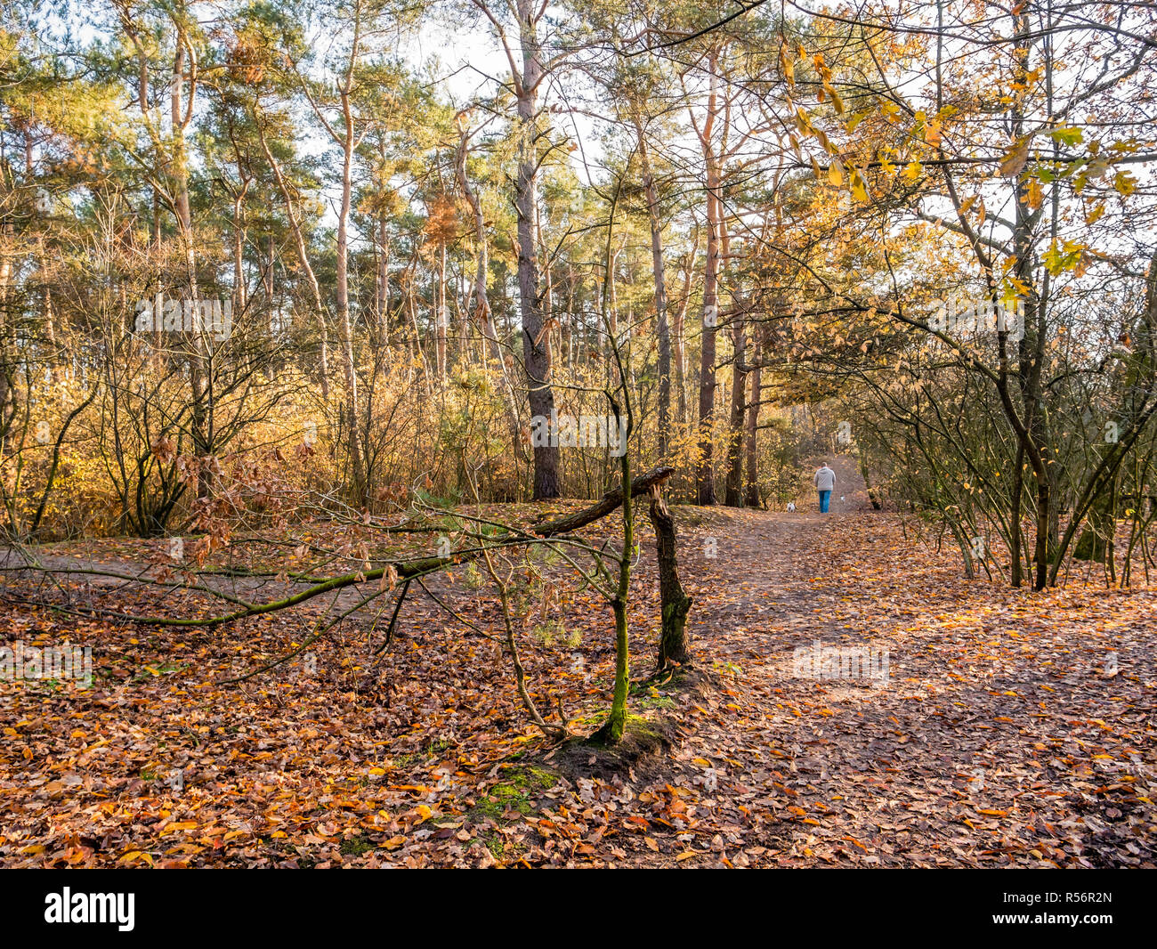 Homme marchant avec des chiens sur sentier avec des feuilles tombées à la fin de l'automne, réserve naturelle de Hilversum, Pays-Bas Banque D'Images