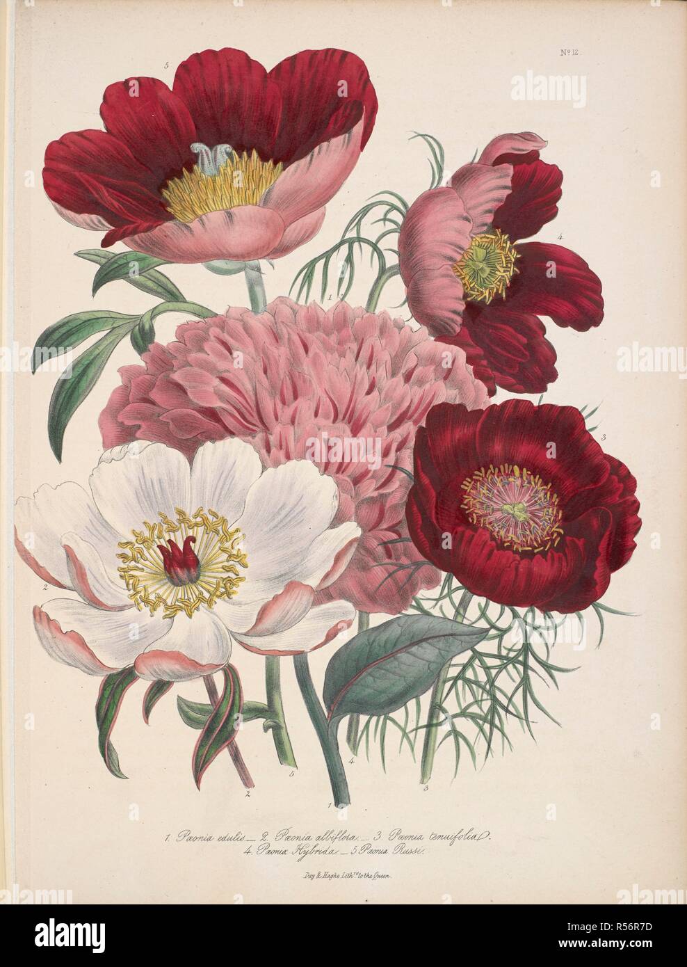 Pivoines. Les dames' Fleur-jardin de vivaces ornementales. Londres, 1843-44. Source : 722.l.6 planche 12. Auteur : Loudon, Mme Jane. Banque D'Images