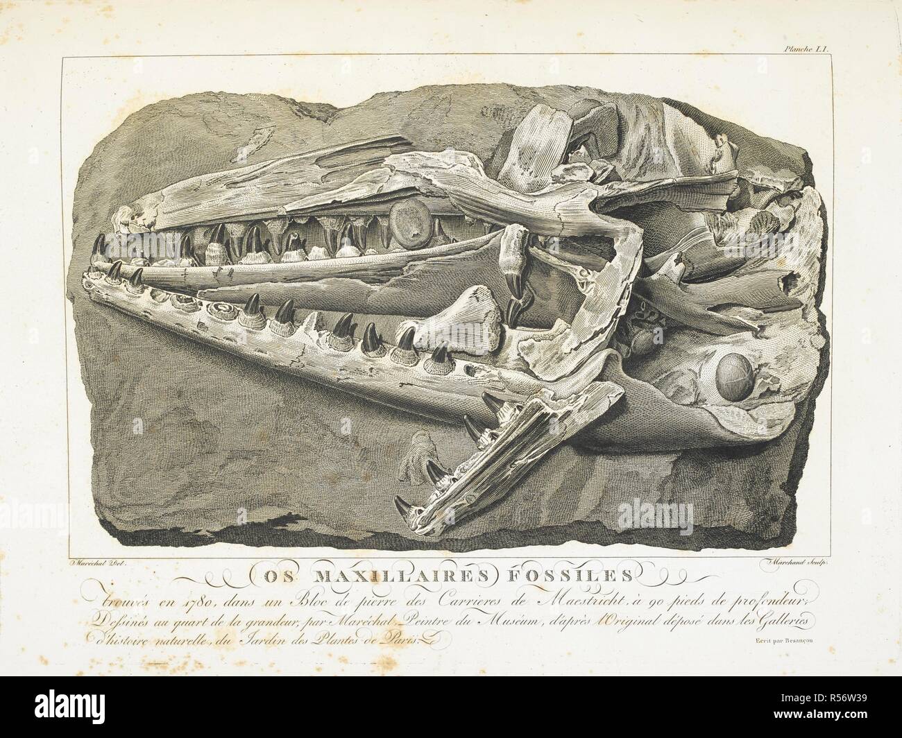 Os Maxillaires fossiles'. Crâne de Mosasaurus, un genre de mosasaure, carnivore, lézards aquatiques, ressemblant à des crocodiles, à bout allongé ancêtre ressemblant à des mâchoires. En 1780 Découvert '' selon Cuvier. Histoire naturelle de la montagne de Saint-Pierre de Maestricht. Paris, un 7, [1799]. Source : 39.i.15 51 la plaque. Auteur : Faujas de Saint-Fond, BarthÃ©lemi. Banque D'Images