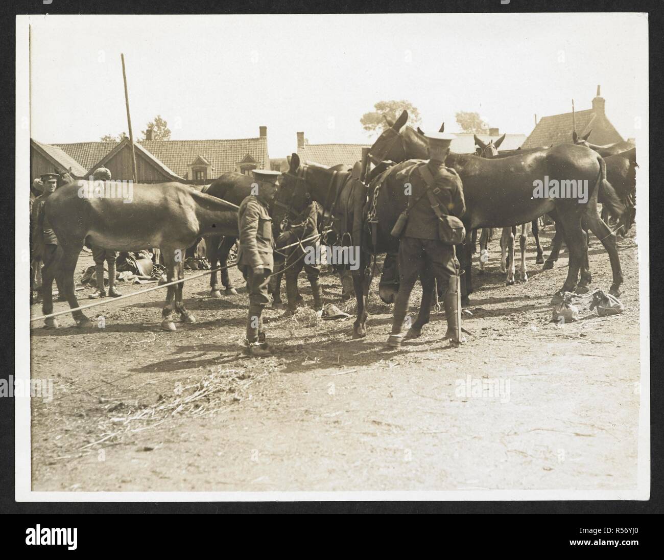 Mules de transport dans une usine française [EstrÃ©e Blanche, France], 25 juillet 1915. Dossier de l'armée indienne en Europe durant la Première Guerre mondiale. 20e siècle, le 25 juillet 1915. Argentiques. Source : Photo 24/(120). Auteur : Big Sur, H. D. Banque D'Images