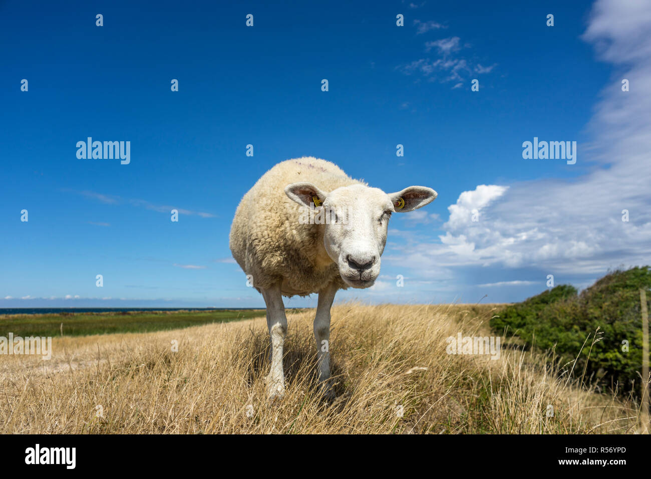 Moutons sur la digue sur l'île de Fehmarn, Allemagne 2018. Banque D'Images