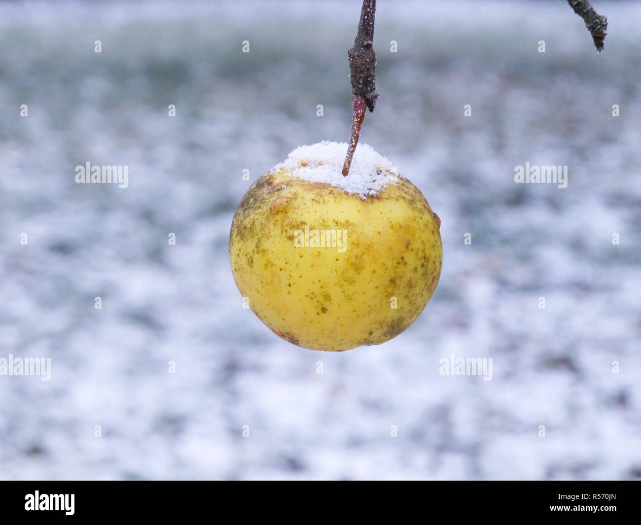 Pomme jaune couverte de neige dans un jardin d'hiver Banque D'Images