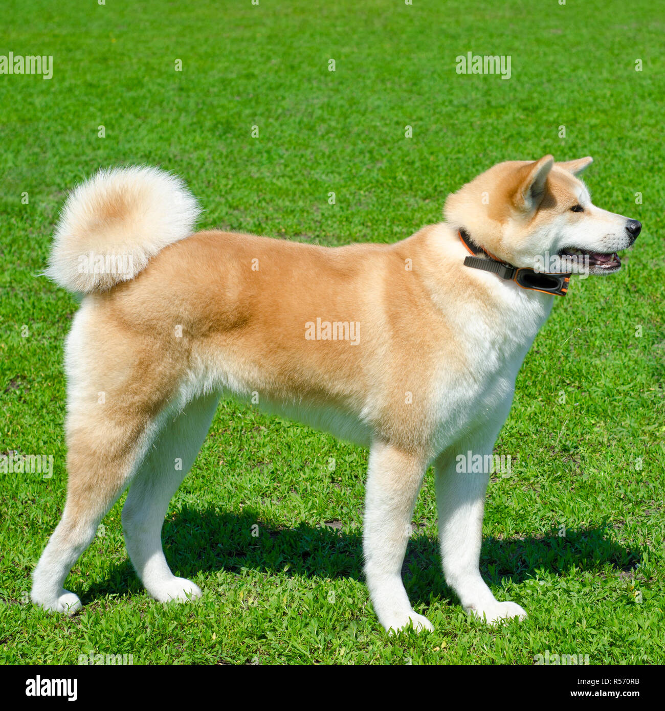 Chien akita sur une herbe verte Banque D'Images