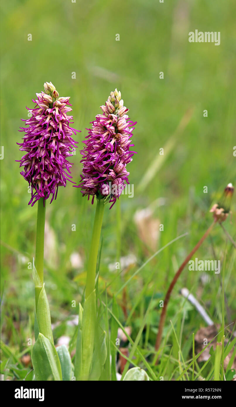 Deux spécimens de l'orchidée singe orchis simia Banque D'Images Deux spécimens de l'orchidée singe orchis simia Banque D'Images