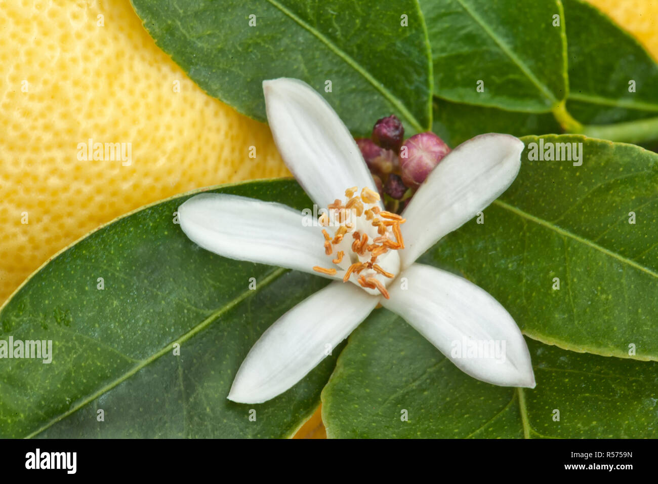 Fleurs de citron, des boutons de fleurs, feuillage vert sur la branche 'Citrus limon', citron en arrière-plan. Banque D'Images