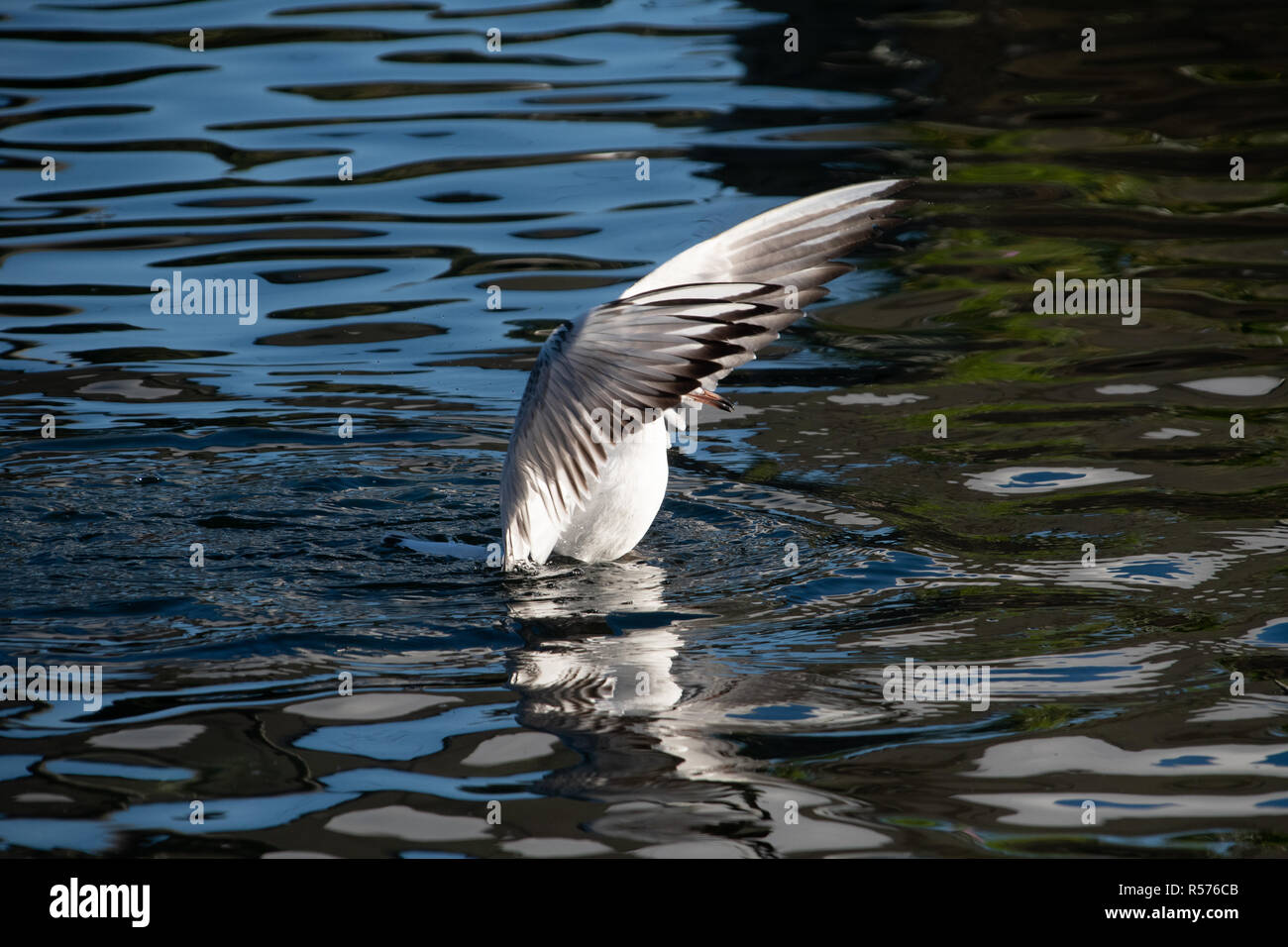 Une Mouette noire s'étend ses ailes sur le lac de plaisance dans Eastrop Park Banque D'Images