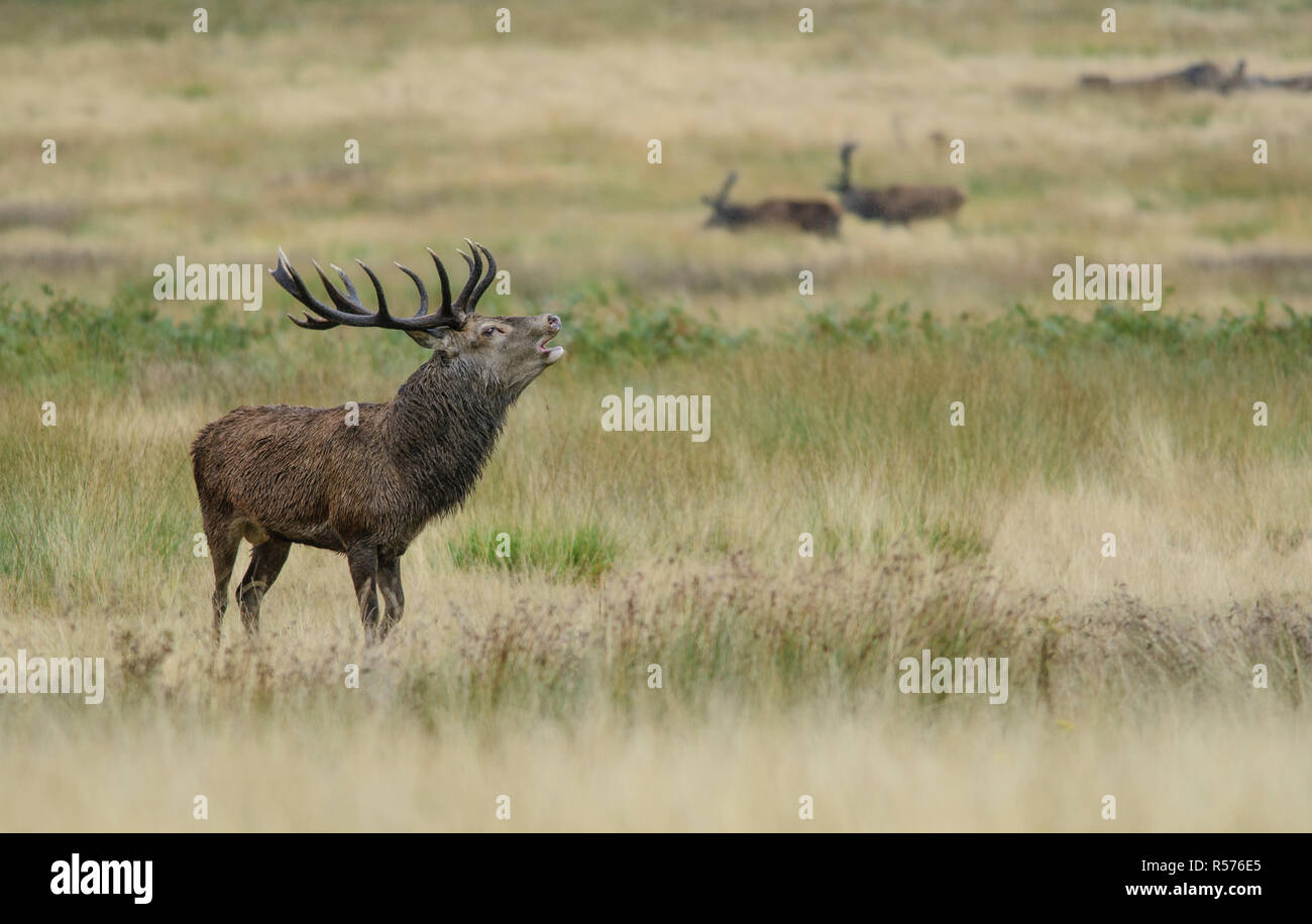 Red Deer (Cervus elaphus) stag beuglant sous la pluie pendant la saison du rut, avec deux concurrents dans l'arrière-plan. Richmond Park, Londres. Banque D'Images