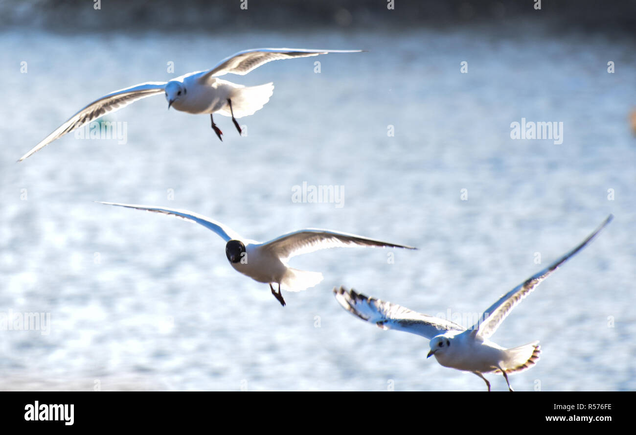 Mouette à tête noire en vol Banque D'Images
