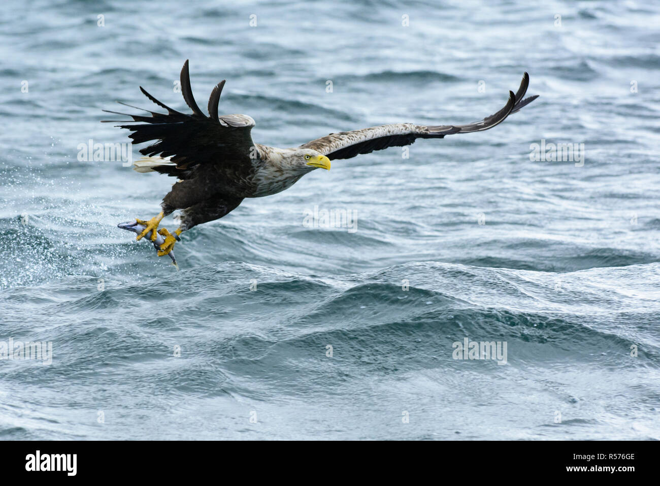 À queue blanche (Haliaeetus albicilla) le poisson rouge un poisson près de la côte de l'île de Mull, en Ecosse. Banque D'Images