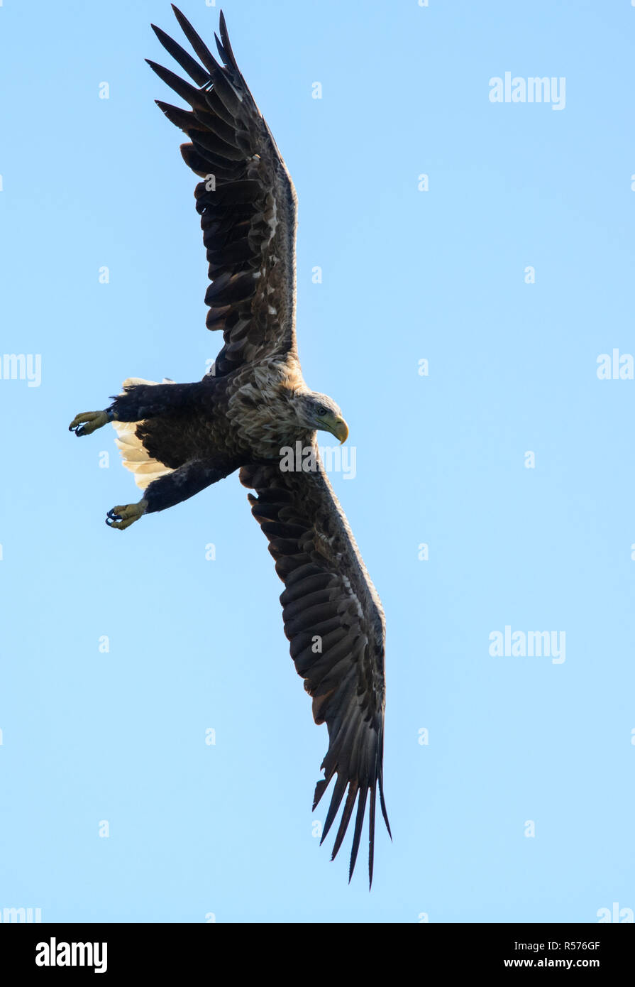 À queue blanche (Haliaeetus albicilla) à partir d'une plongée de chasse près de la côte de l'île de Mull, en Ecosse. Banque D'Images