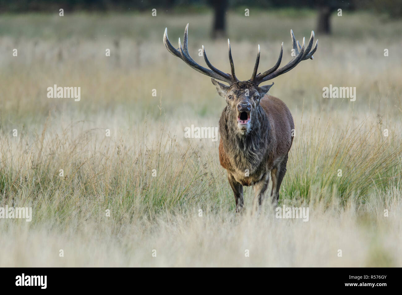 Beuglant red deer (Cervus elaphus) stag à marcher tout droit vers l'appareil photo Banque D'Images