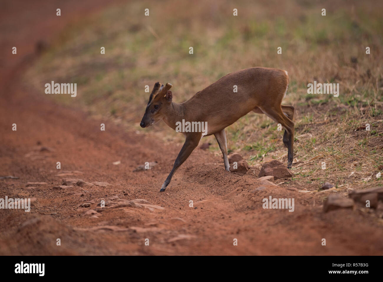 Barking deer crossing dirt track à l'ombre Banque D'Images