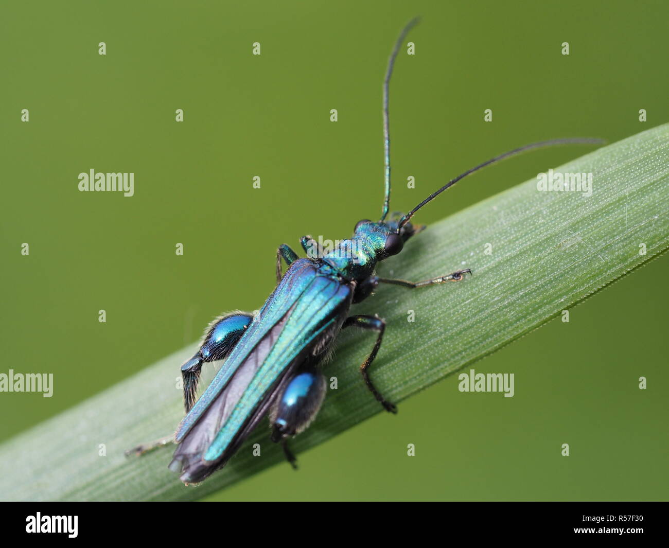 Oedemeridae Banque D'Images
