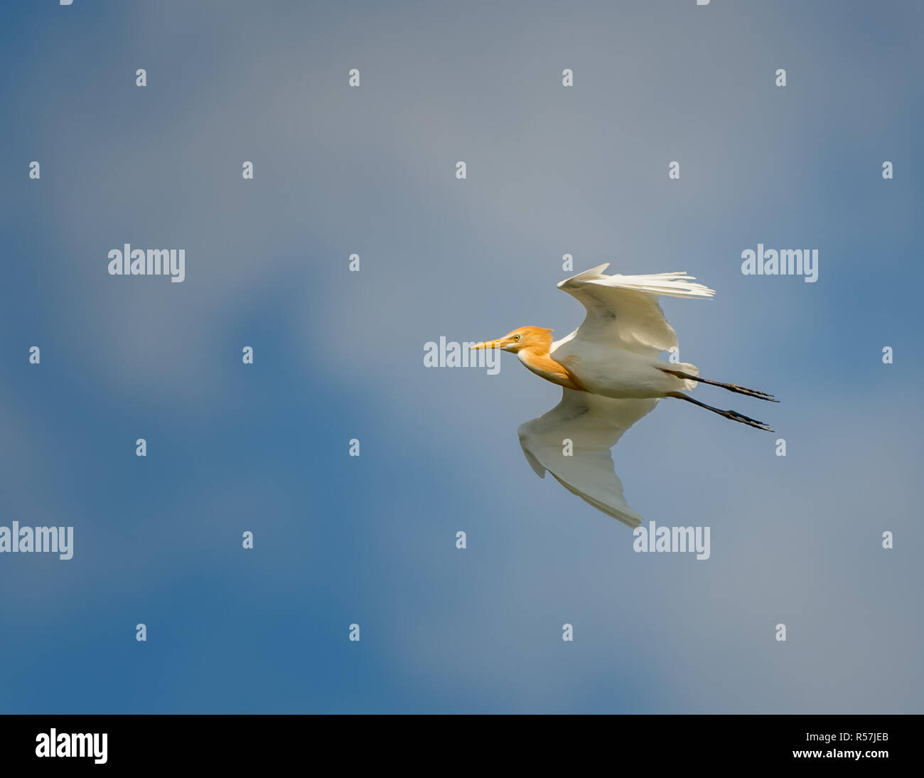 Le Héron garde-boeuf (Bubulcus ibis) affichant son plumage nuptial, est une espèce cosmopolite de heron trouvés dans les régions tropicales, subtropicales et chaude temperat Banque D'Images