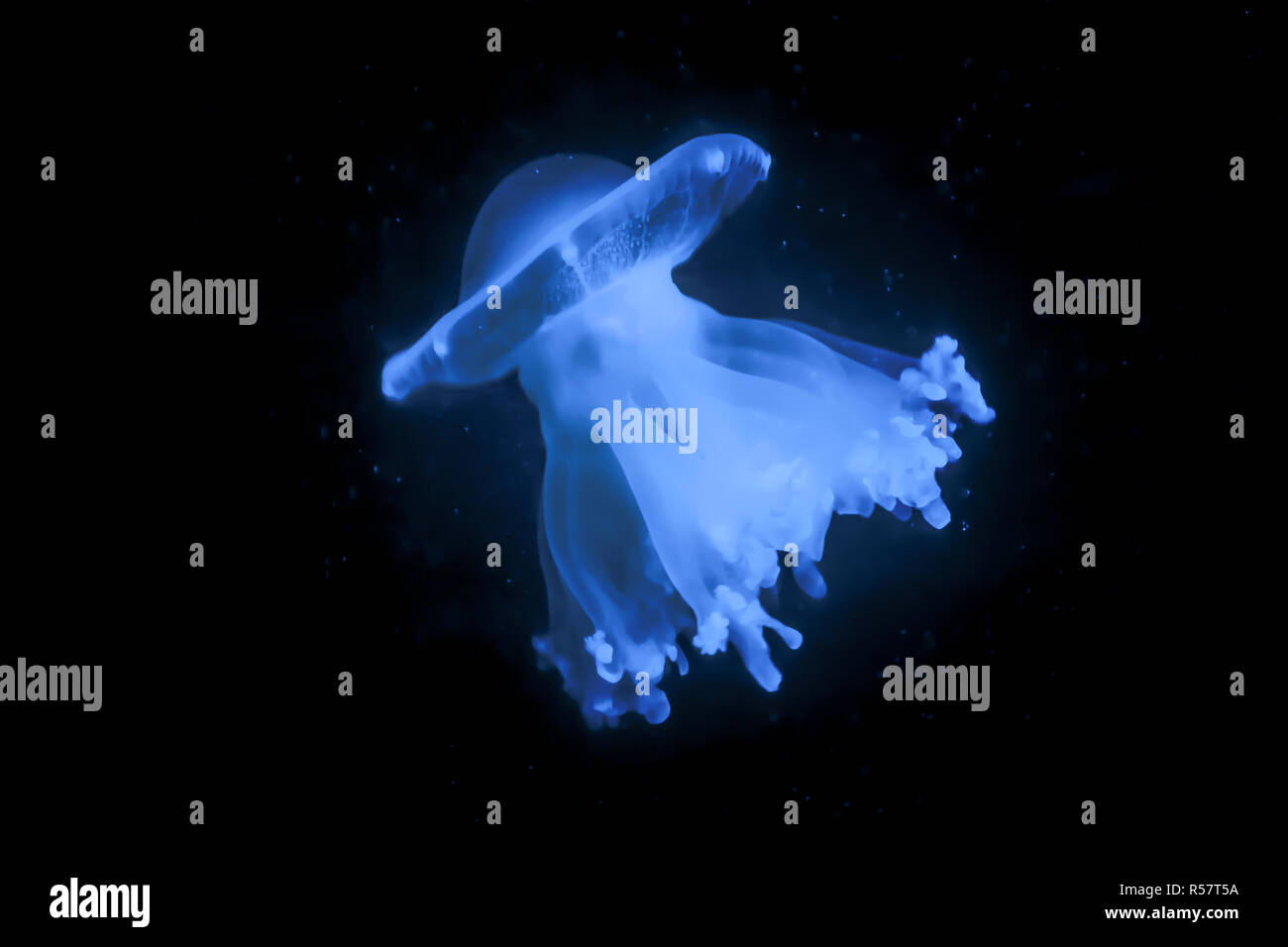 Les méduses dans l'eau Banque D'Images