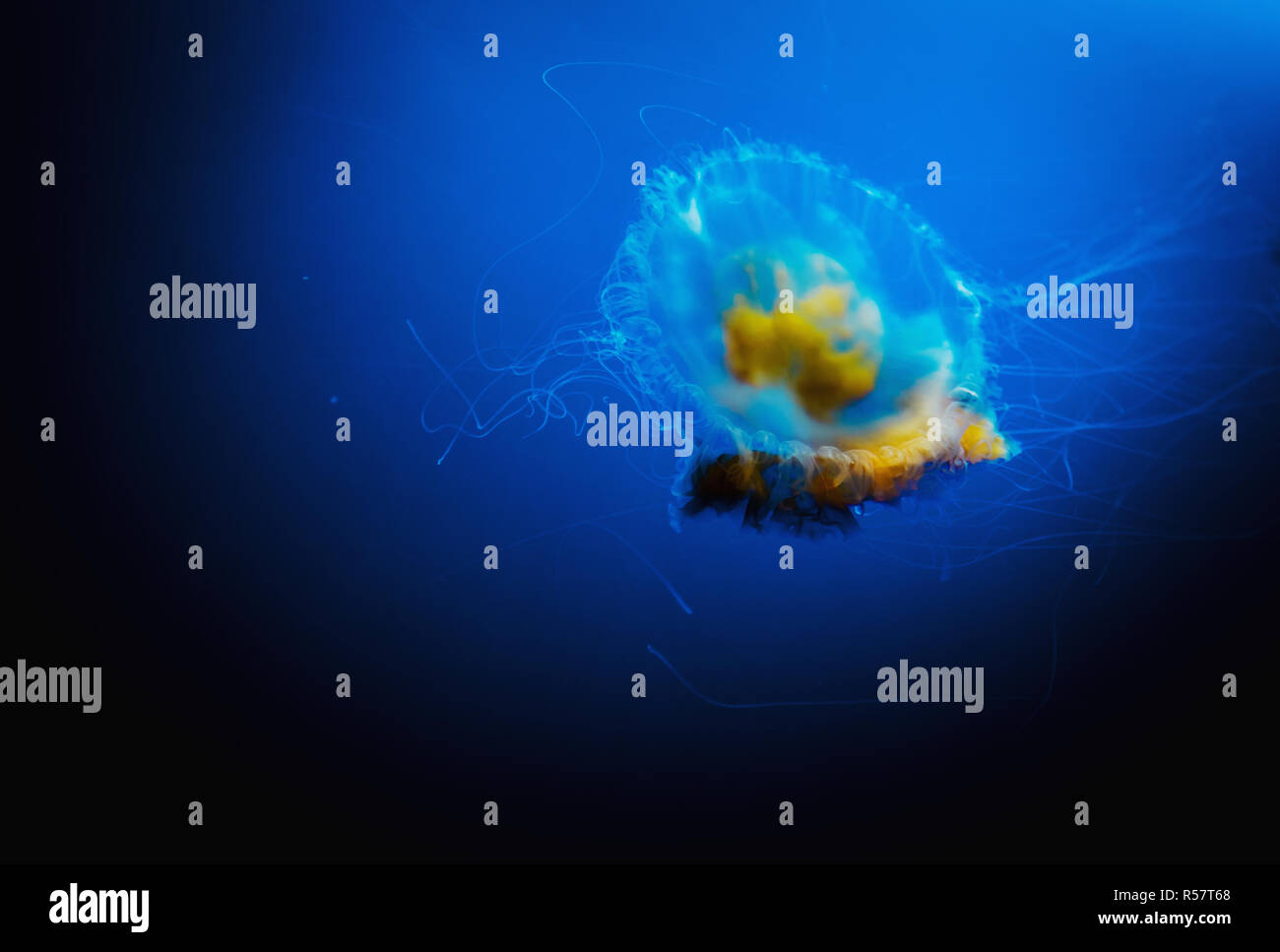 Les méduses dans l'eau Banque D'Images