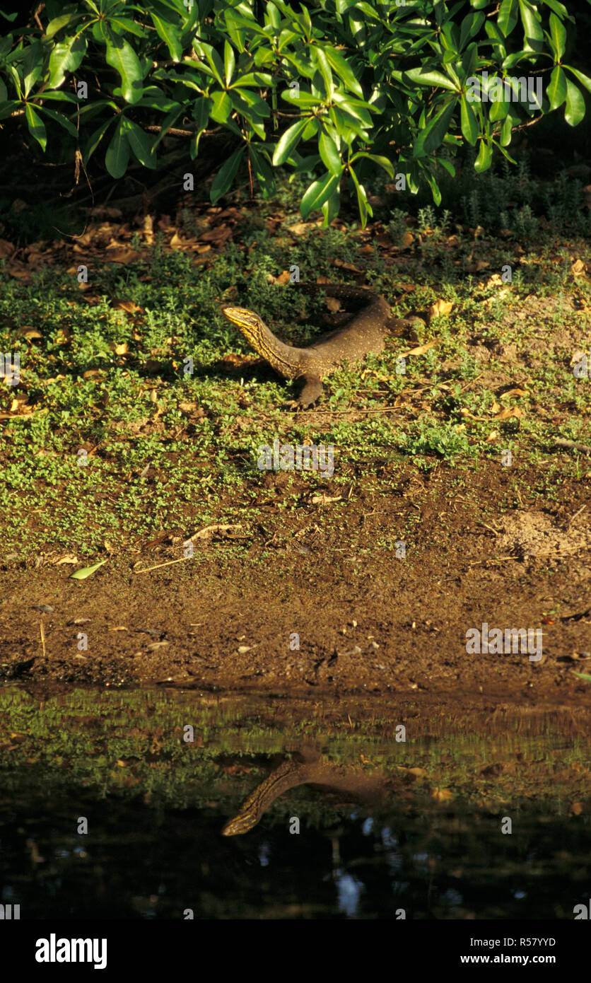 SPOTTED JAUNE MONITEUR (VARANUS PANOPTES) KAKADU NATIONAL PARK, TERRITOIRE DU NORD, AUSTRALIE Banque D'Images