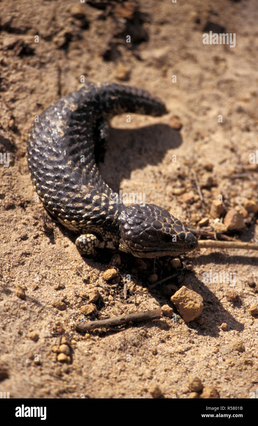 SHINGLEBACK LIZARD OU SOMNOLENTE, surnommé Bob-TAILED GOANNA (TRACHYDOSAURUS RUGOSUS) Le Parc National de Nambung, AUSTRALIE OCCIDENTALE Banque D'Images