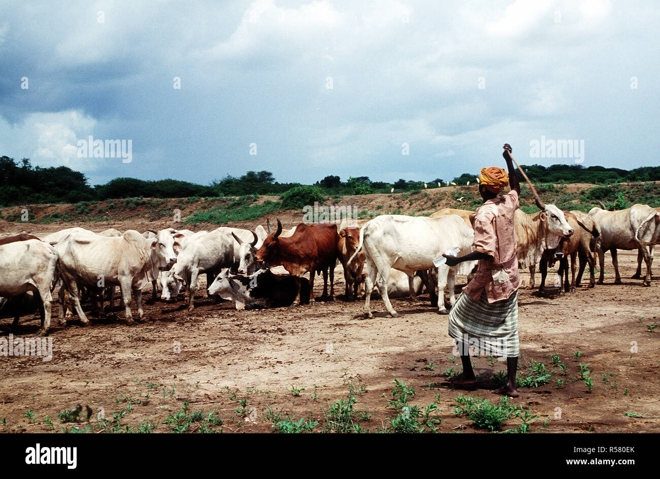 1993 - Un éleveur de bovins troupeaux somaliens à Kismayo, en Somalie, tandis que les forces américaines étaient en Somalie pour l'opération continue de l'espoir. Banque D'Images